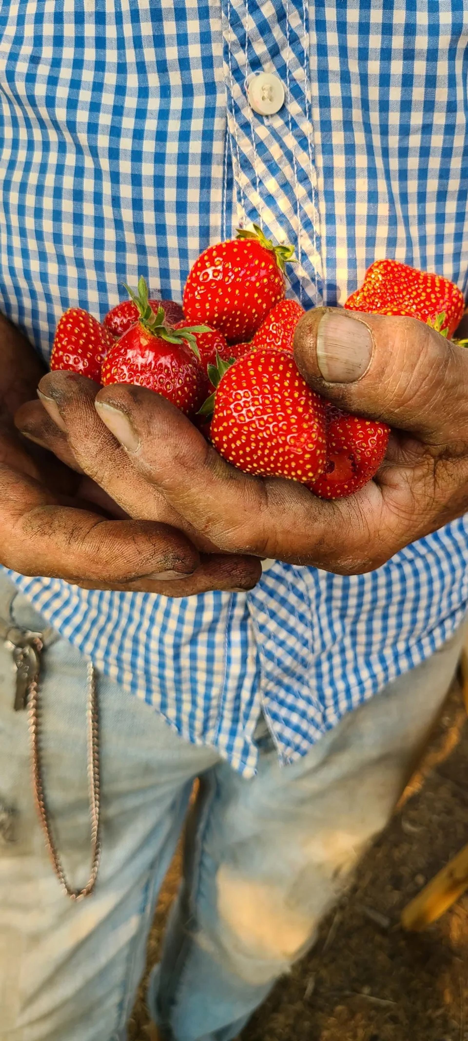Soil-covered hands hold freshly picked strawberries against a blue checkered shirt.