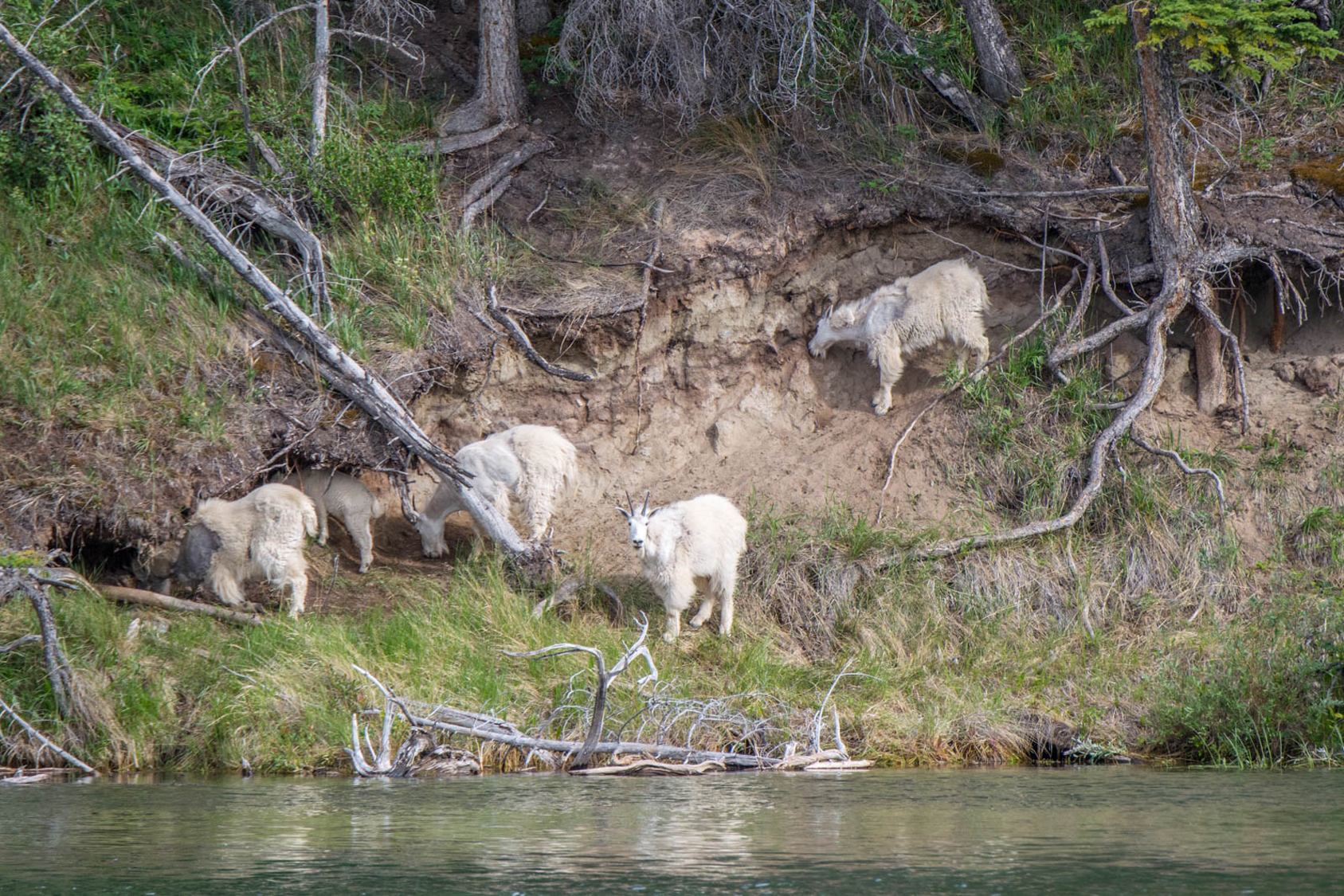 A group of mountain goats on the river bank