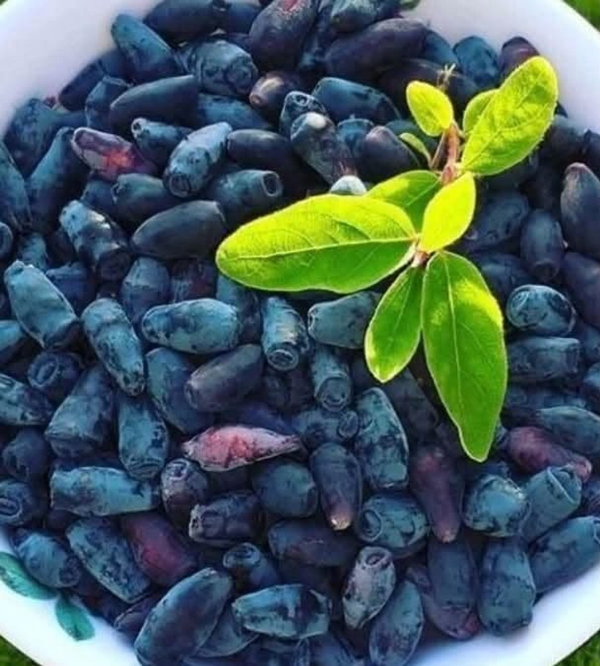 White bowl filled with elongated dark blue berries and a small green leafy sprig.