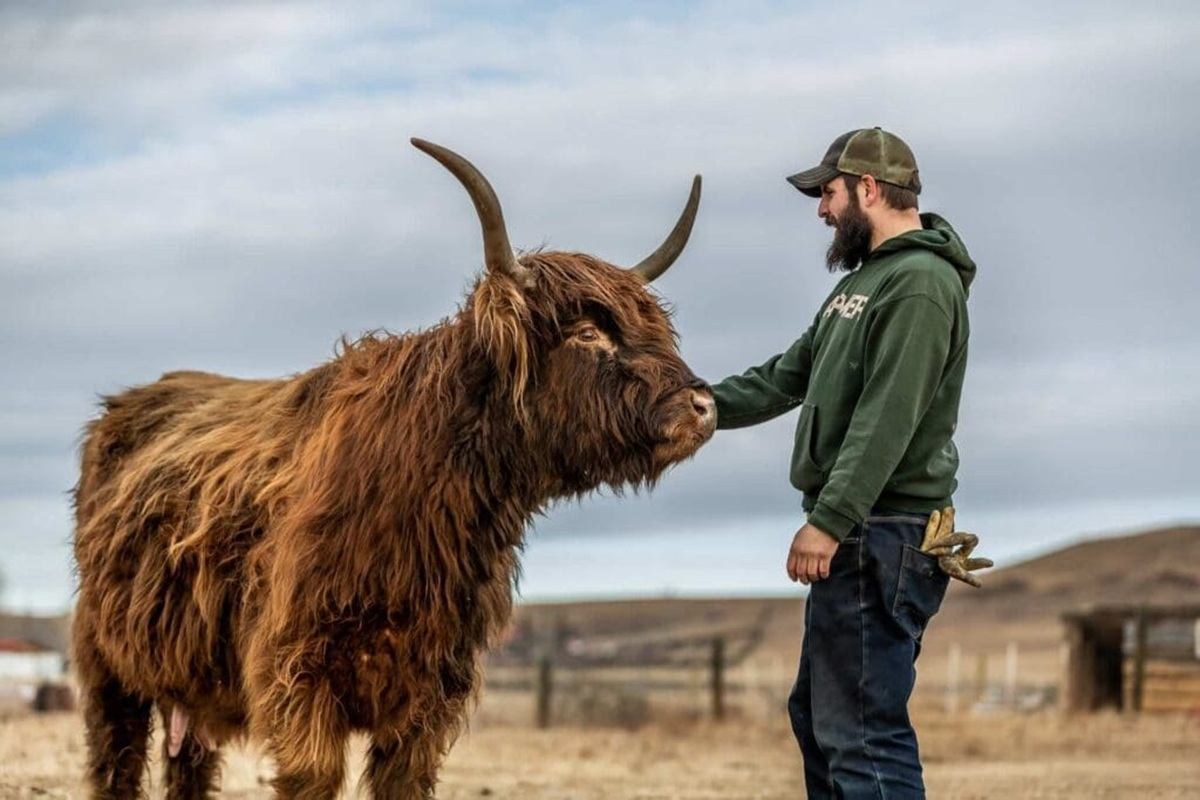 Farmer in green hoodie pets shaggy horned cow in open rural field.