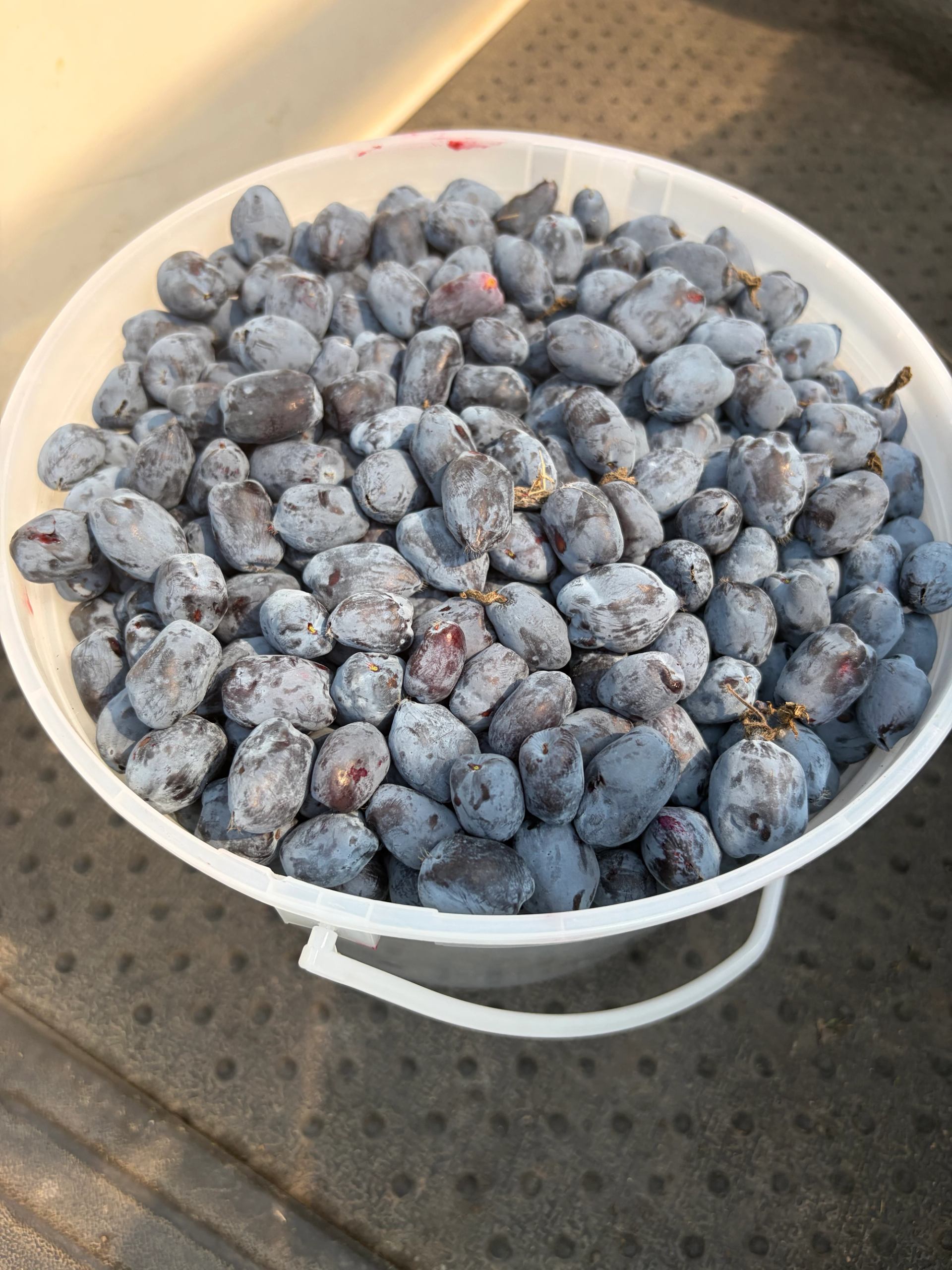 White plastic bucket filled with freshly picked blue haskap berries on textured floor.