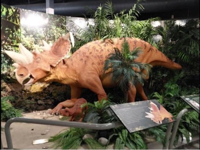 Model of a ceratopsid dinosaur with baby in a jungle exhibit.