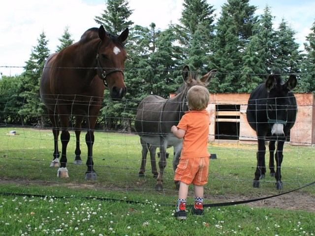 Child greeting farm animals through a fence at Scandinavian Trail.