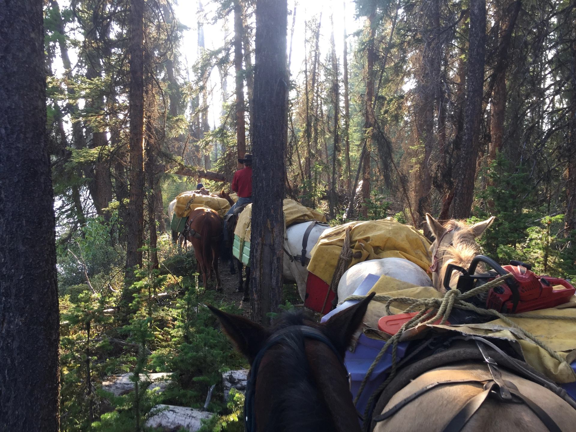 Packhorses and riders walking through dense forest with sunlight filtering through.