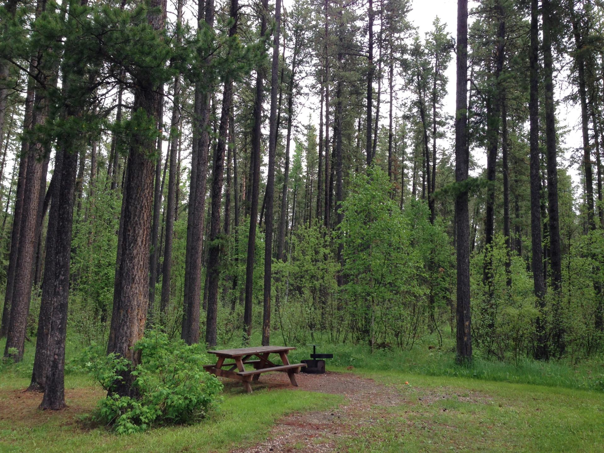 Forest campsite with picnic table, fire pit, and tall trees.