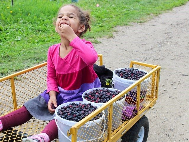 A girl eating freshly picked Saskatoon berries.