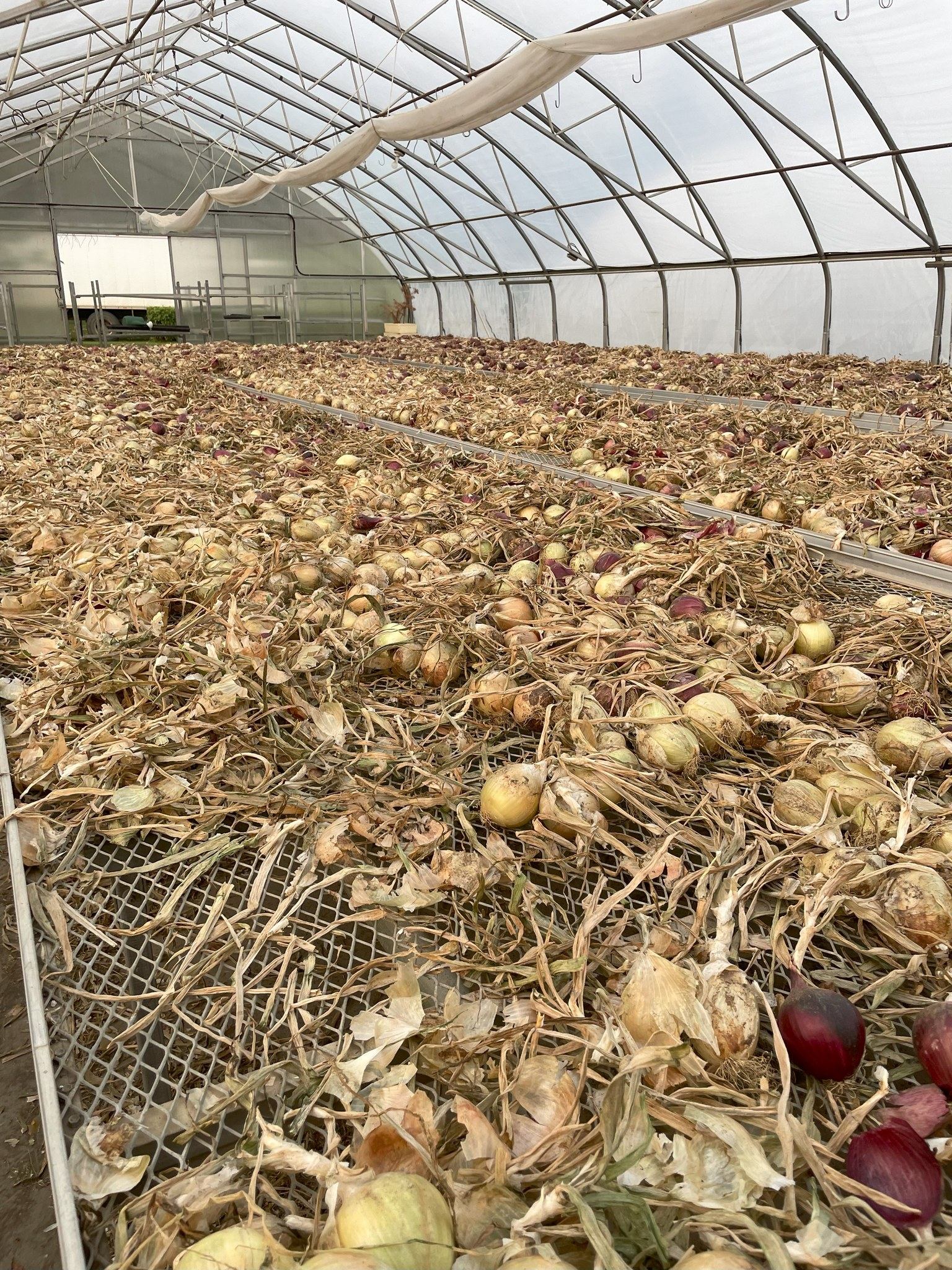 Drying onions spread across mesh tables inside a large greenhouse structure.