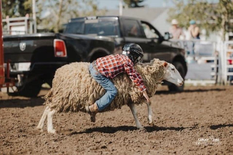 Child in helmet rides running sheep across dirt arena with parked trucks behind.