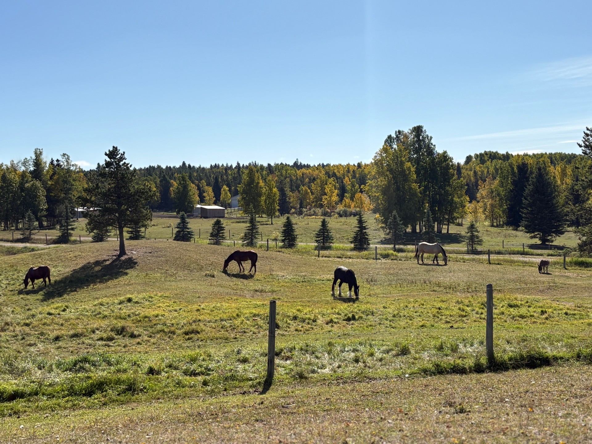 Horses graze in a fenced pasture surrounded by evergreen and deciduous trees.