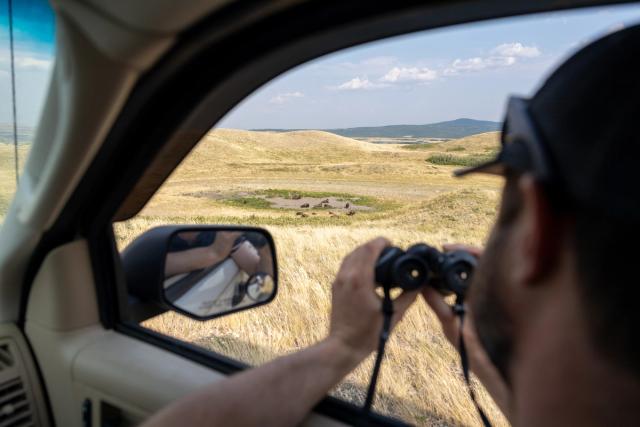 A man takes a photo from a car at Bison Paddock.