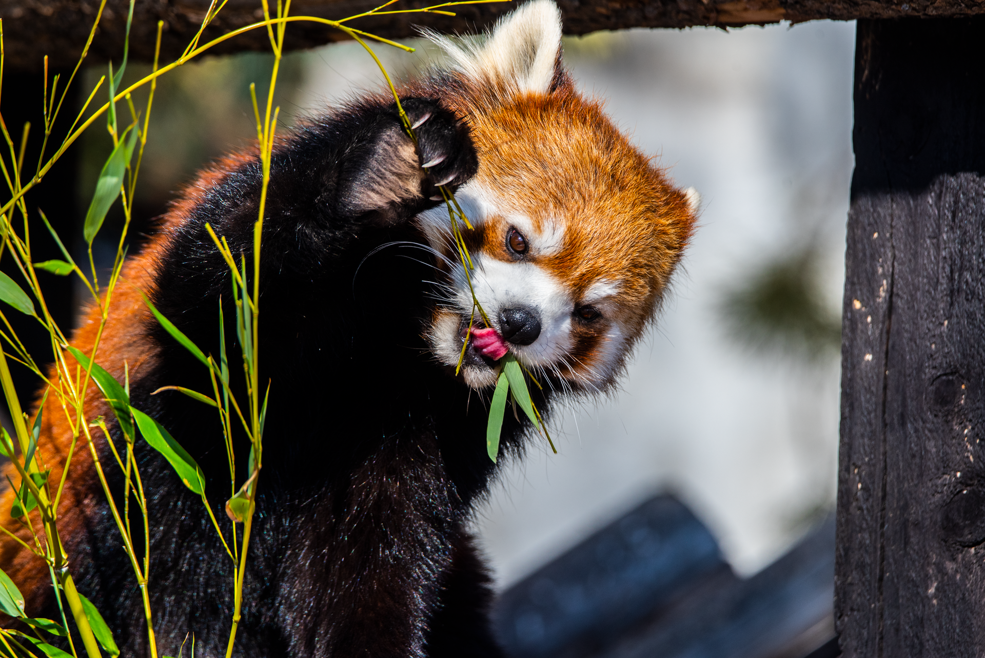 Red panda chewing green bamboo leaves beside a dark wooden log.