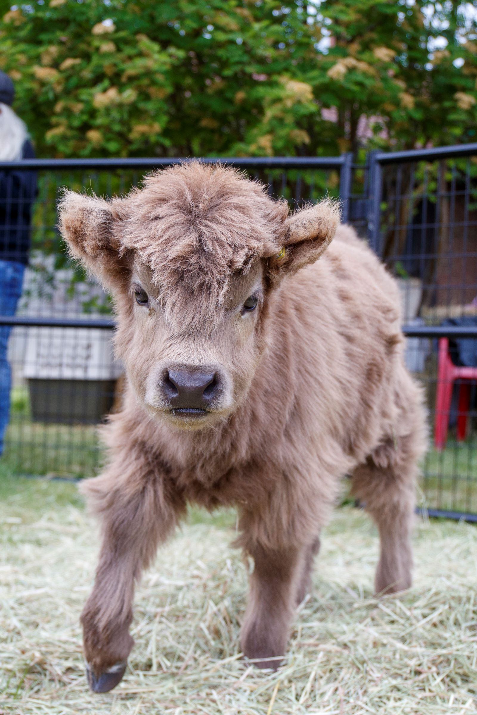 A small, fluffy calf stands in a pen with hay and greenery in the background.