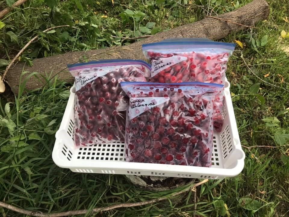 White basket holding several labelled zip bags of berries on grass beside a log.