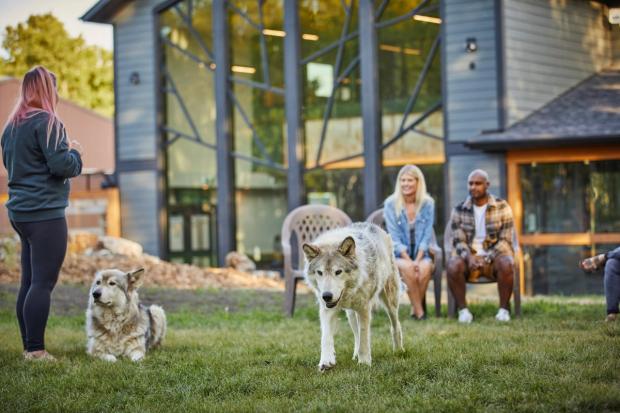 Couple listening to a guide at Yamnuska Wolfdog Sanctuary.