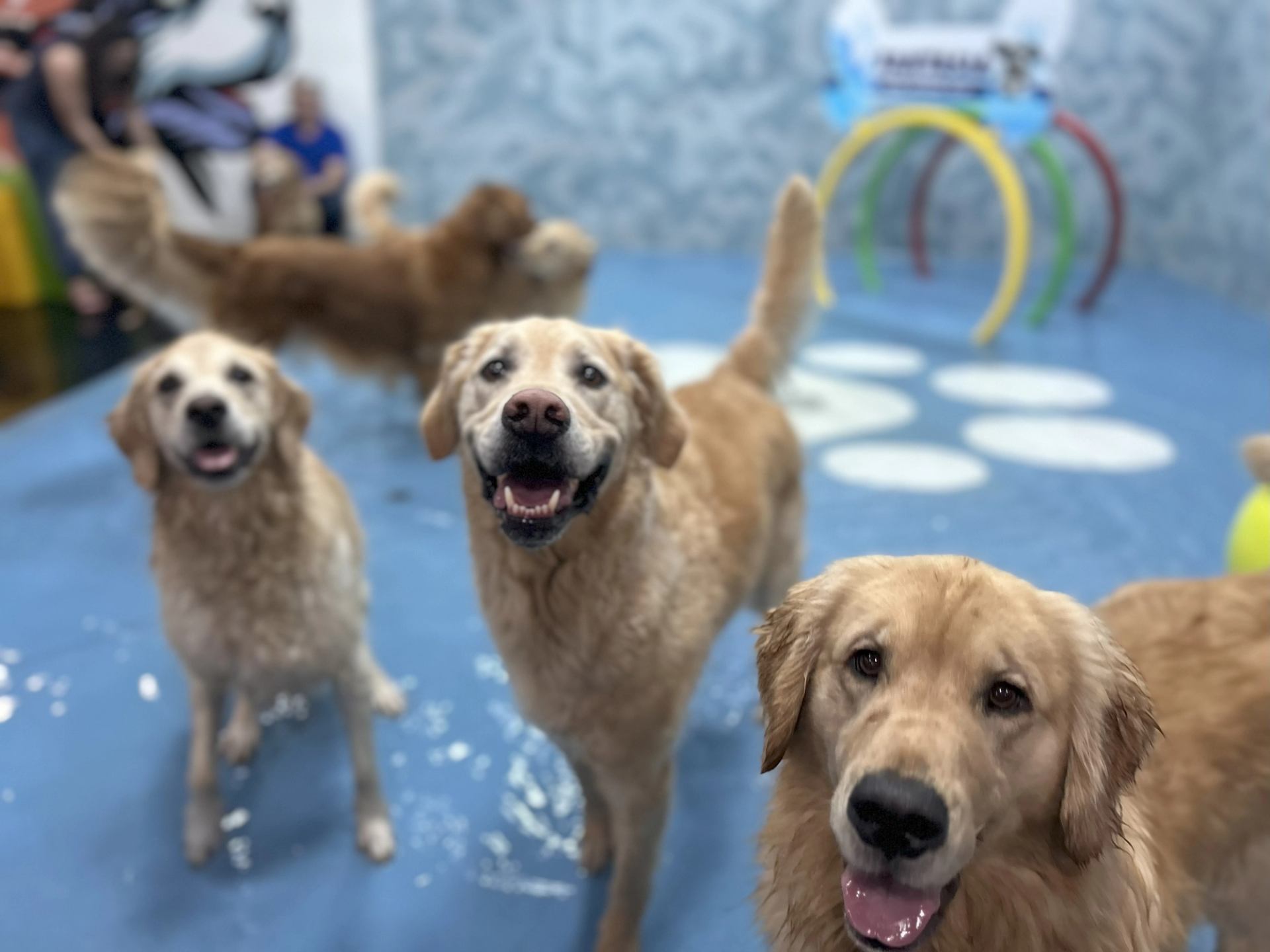 Golden retrievers on splash pad with paw prints at Fantasia Dog Daycare, hoops and person in background.