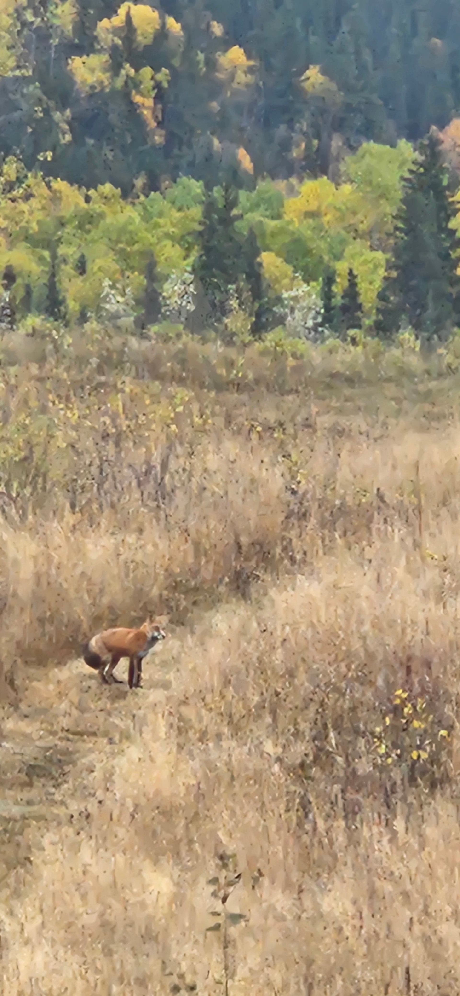 A fox stands on a grassy trail surrounded by dry brush and trees in the distance.