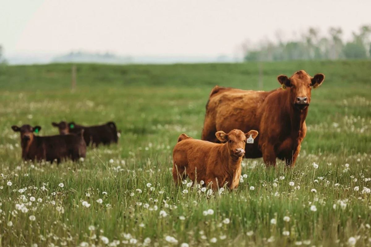 Brown and black cattle stand in a green field dotted with white flowers.
