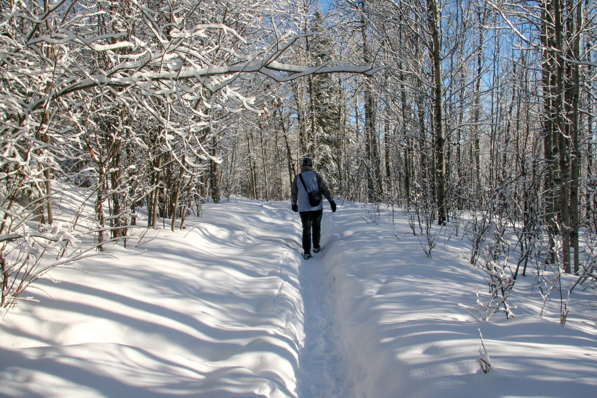 Person walking on snowy forest trail under clear blue sky.