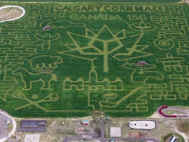 Aerial view of the corn maze.