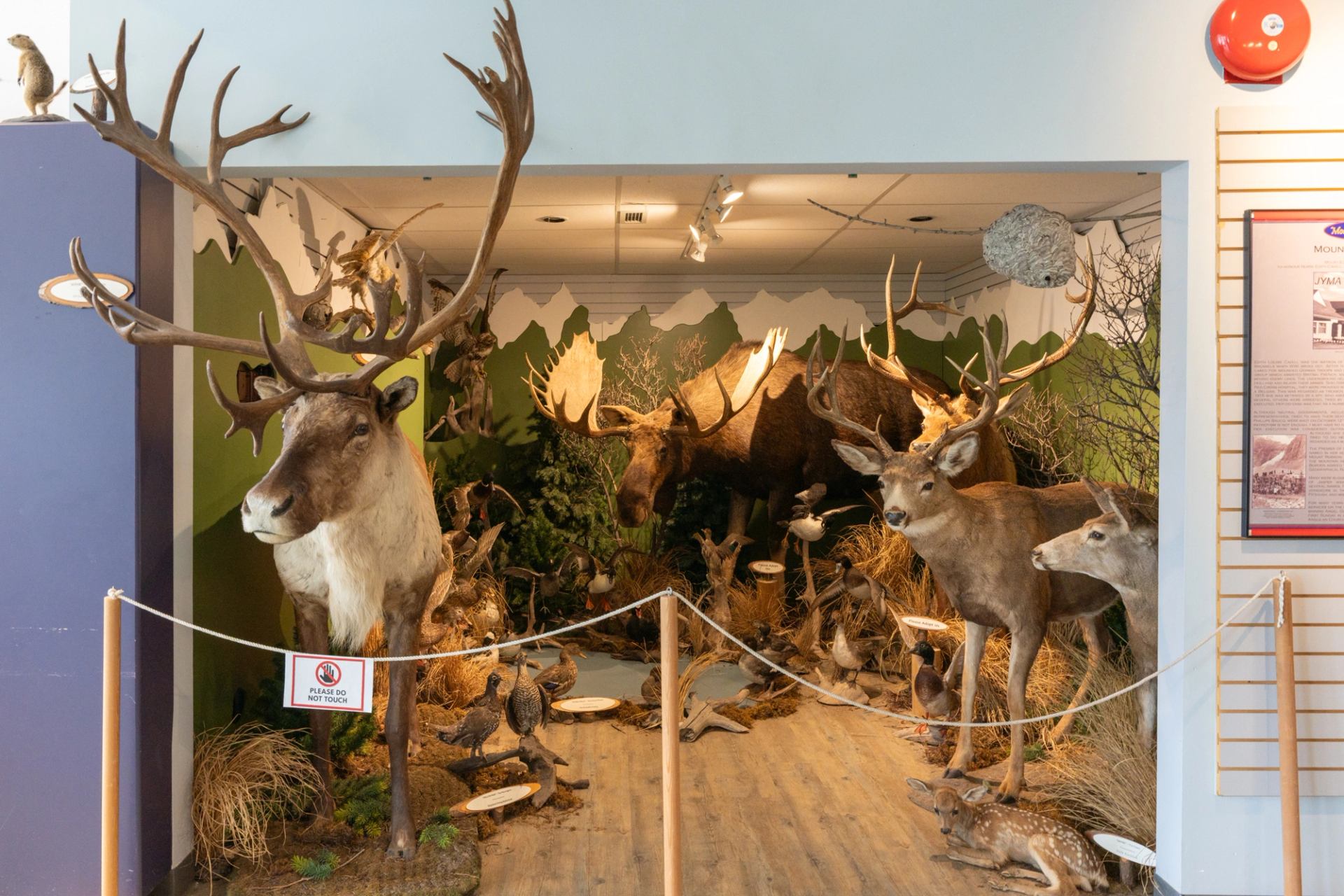 Wildlife exhibit with taxidermy moose and deer at Jasper Yellowhead Museum.