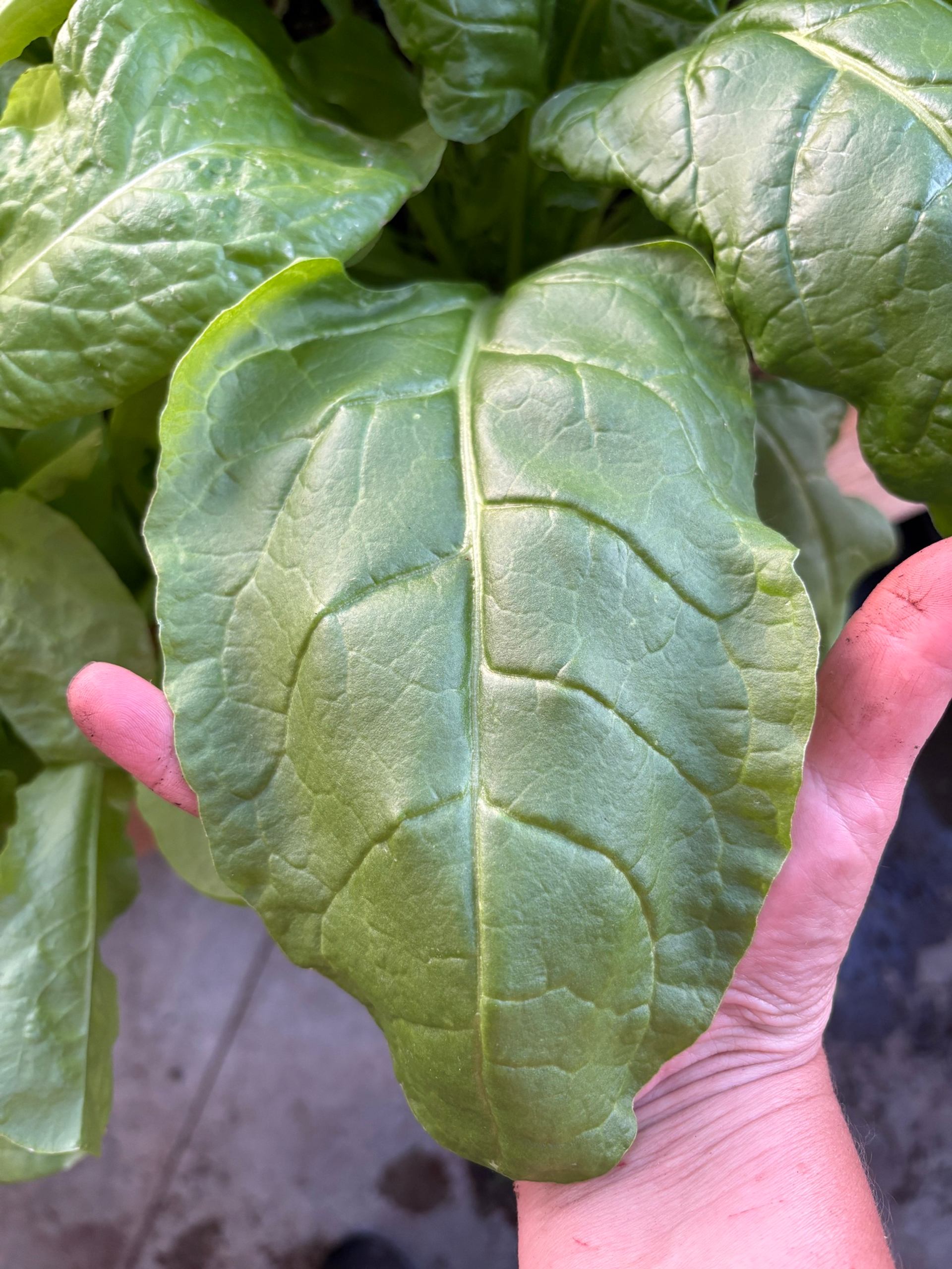 Hand holding a large green leafy vegetable with visible veins and smooth texture.