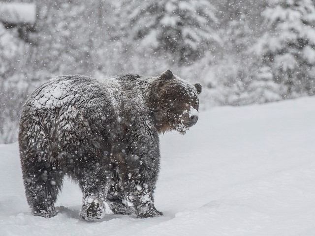 Large grizzly bear walking through heavy snow in a forested area