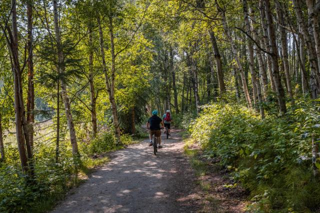 Trail in forest at Chickakoo Lake Recreation Area.