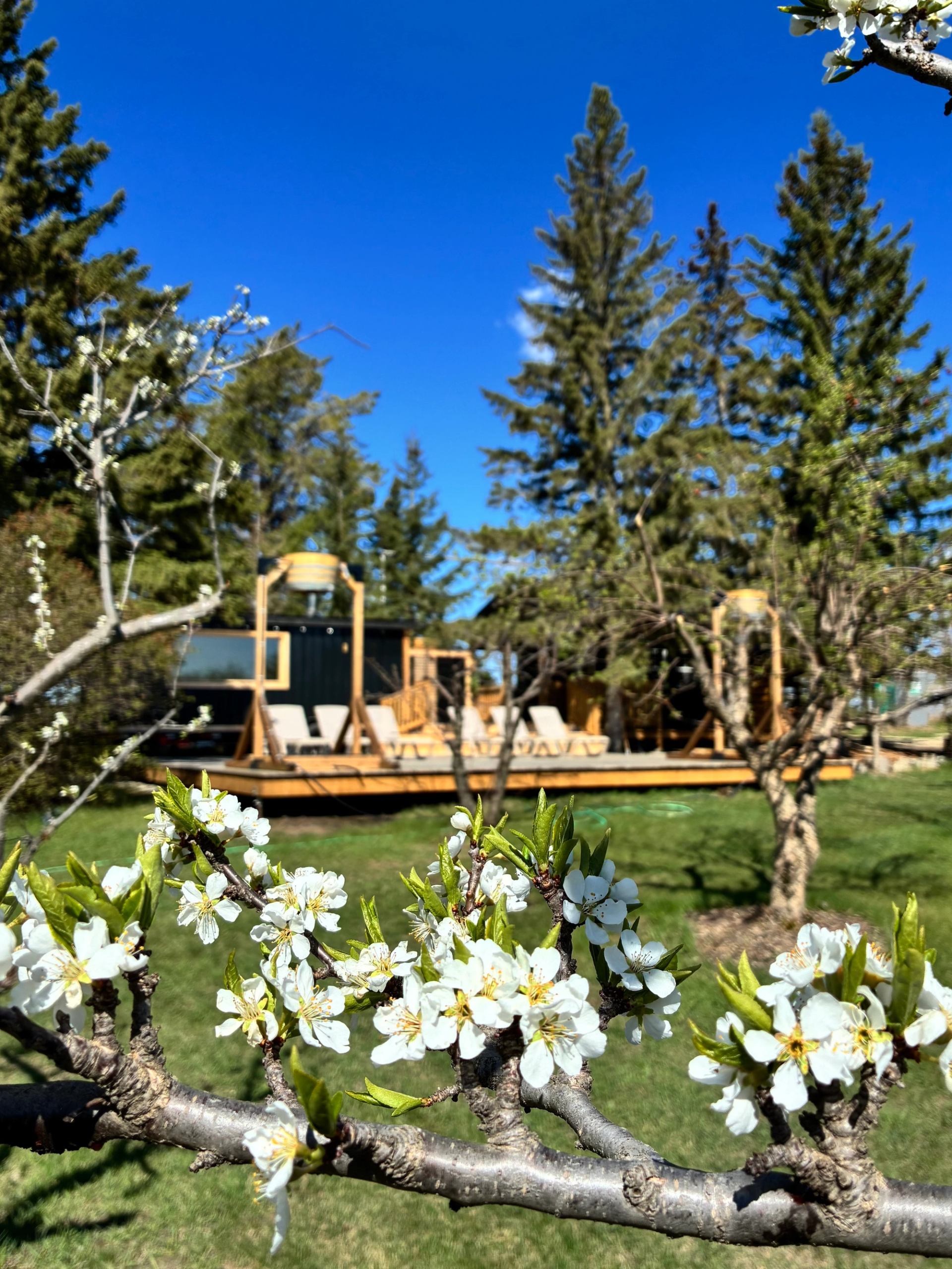 White blossoms in the foreground frame a wooden deck with lounge chairs and outdoor cold bucket structures. Tall trees and a bright blue sky complete the tranquil setting.