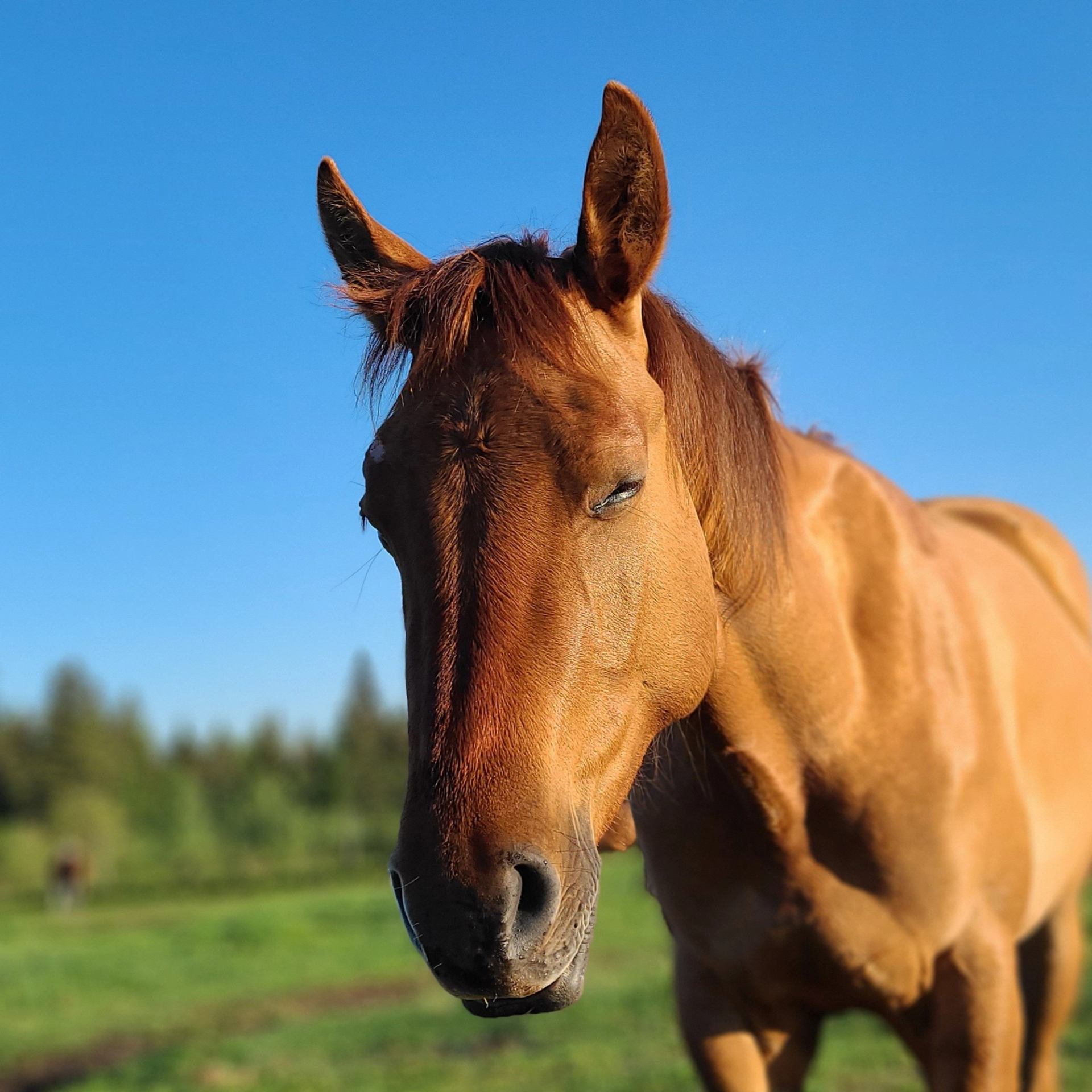 One of their horses.