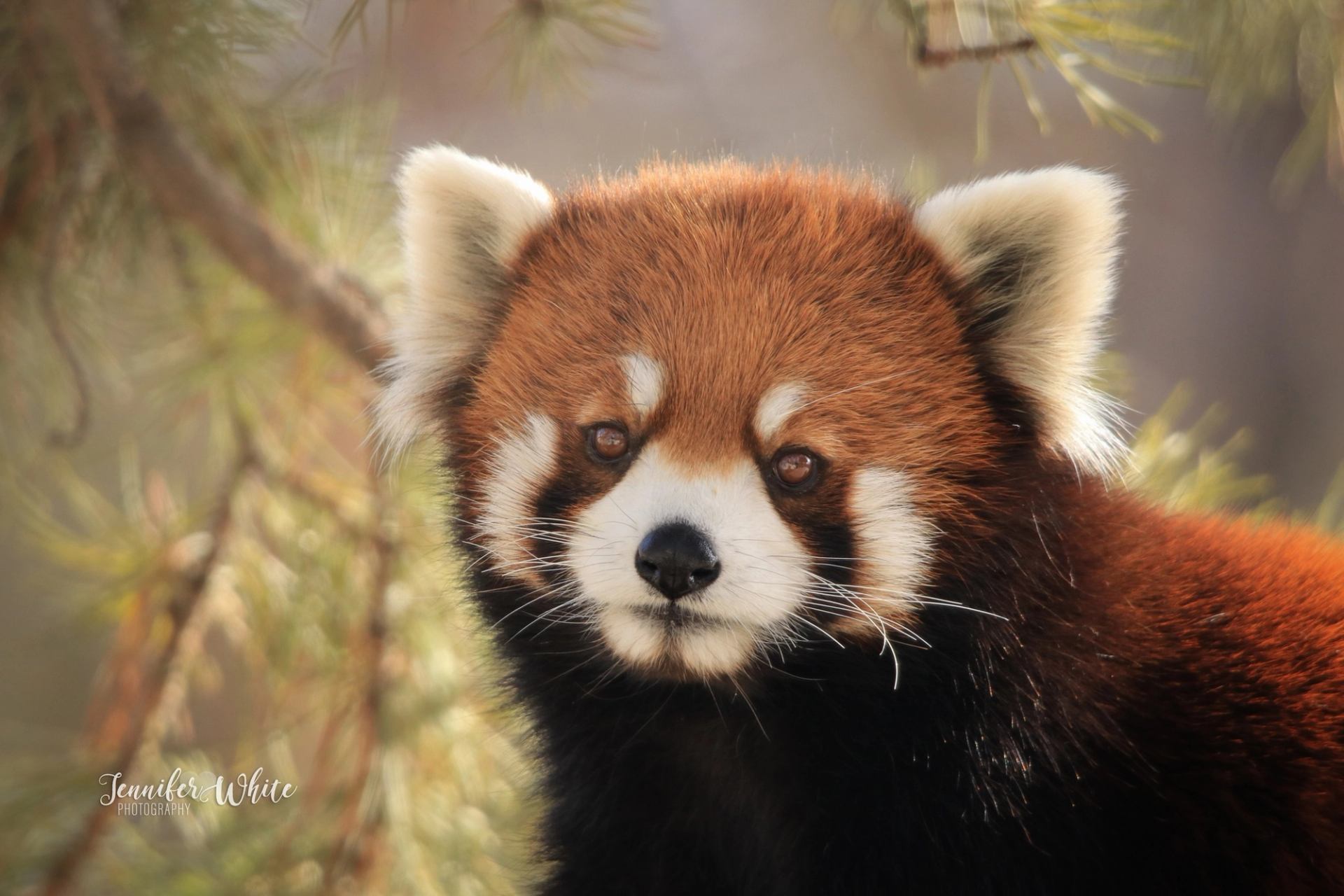 ZooDunnit (18+) | Canada's Alberta thumbnail