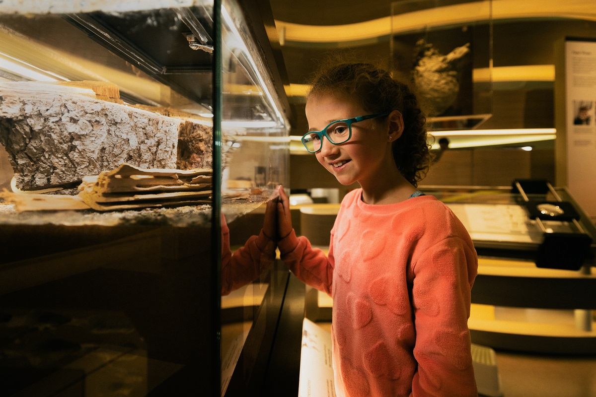 Child wearing teal glasses examines objects inside a museum display case.