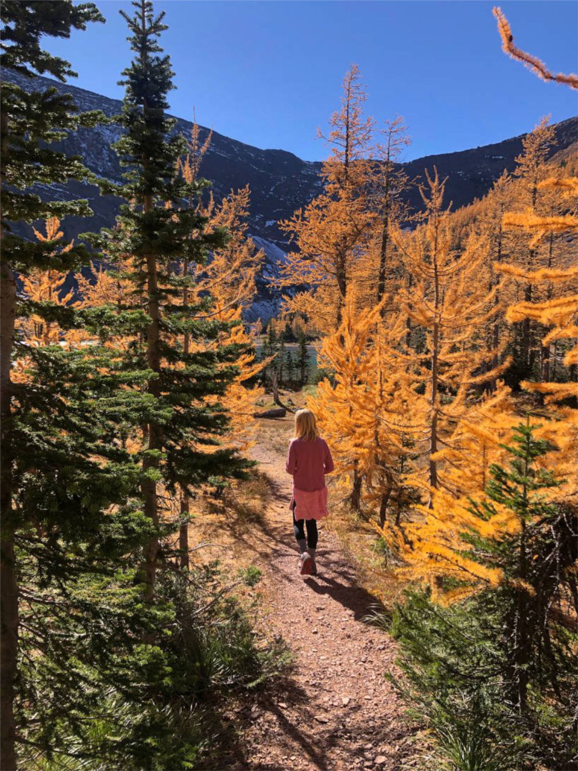 Hikers on mountain trail surrounded by fall foliage and evergreen forest.