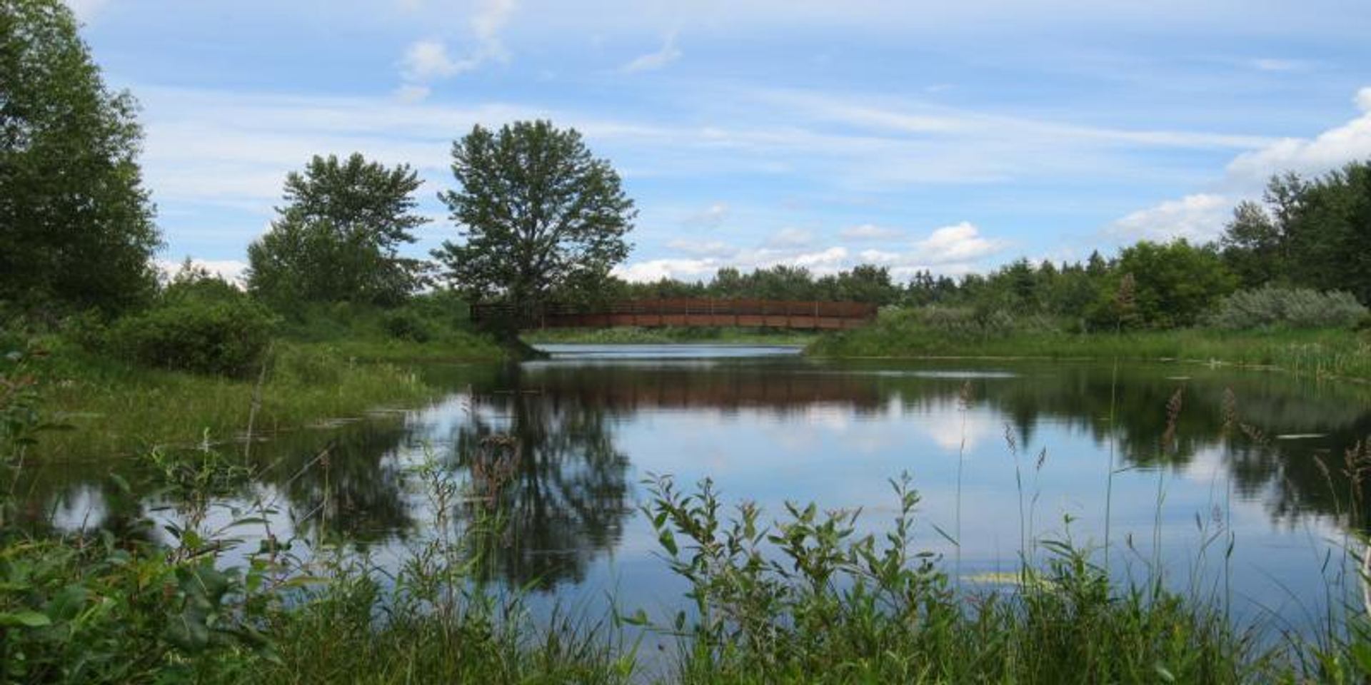 A Canada goose stands in shallow water beside rocks while trees and clouds reflect across a calm lake.