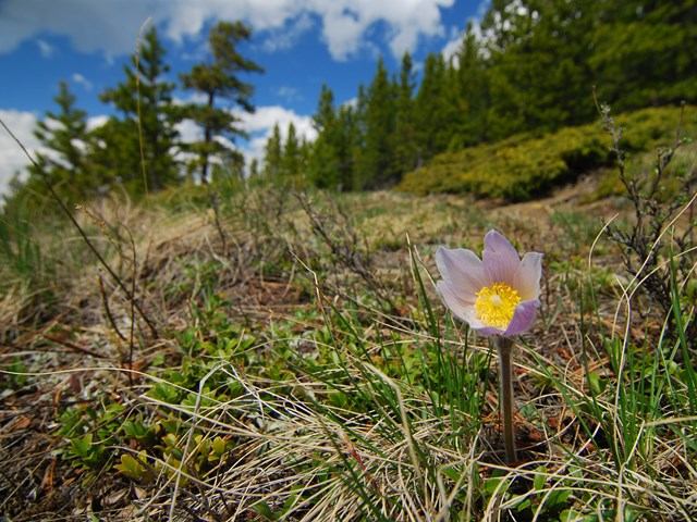 Pink wildflower on a grassy slope beside pine trees and distant mountains.