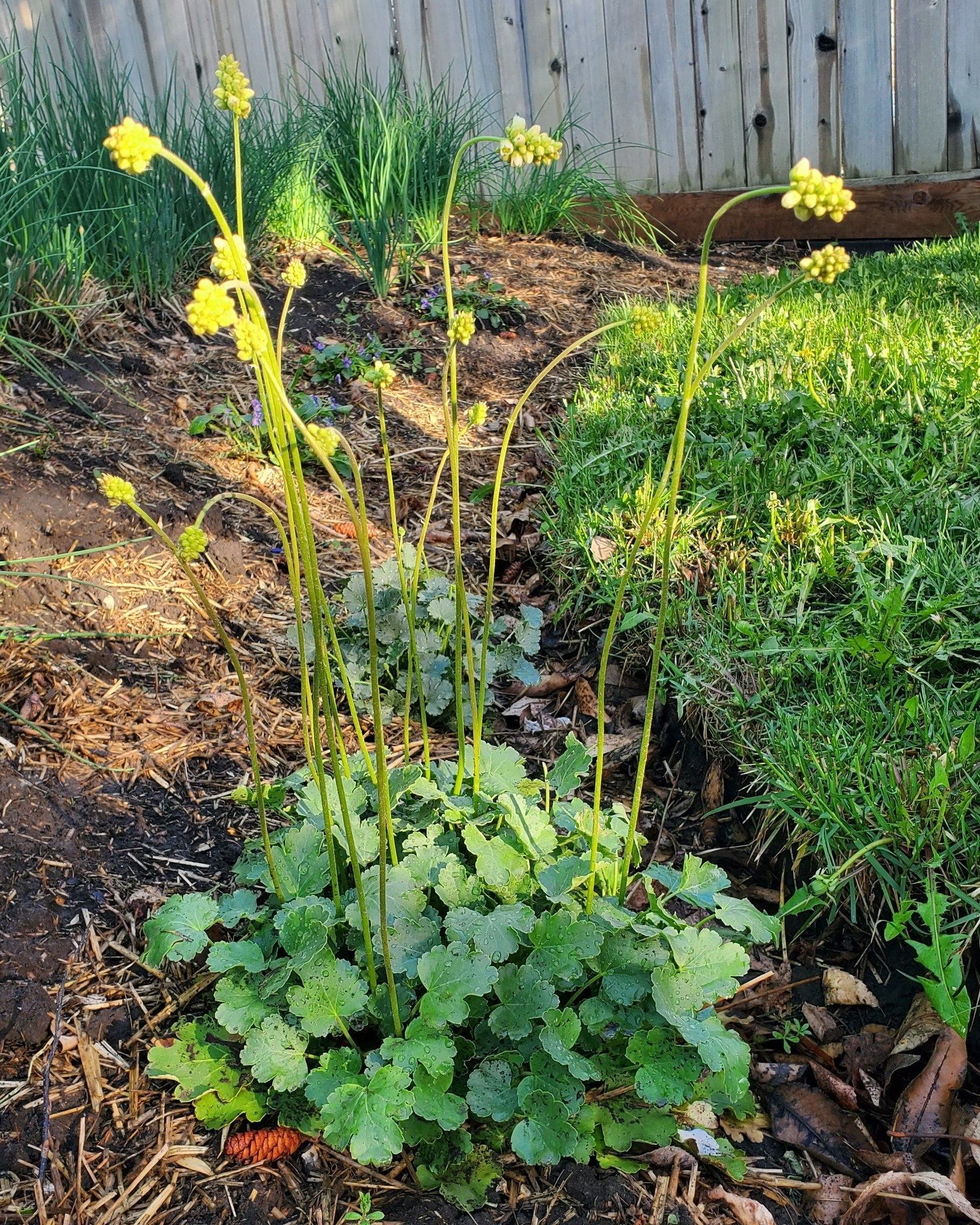 Tall yellow flower stalks rise from leafy green plant in mulched backyard garden.