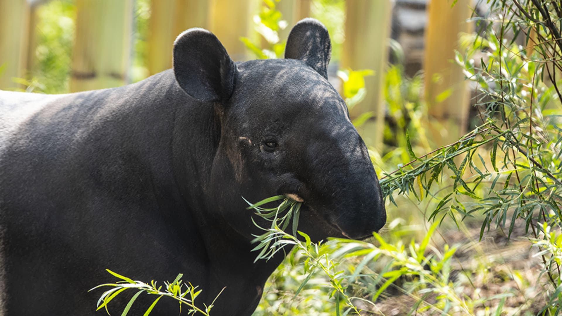 Tapir eating leafy branches in an enclosure with green plants in the foreground.