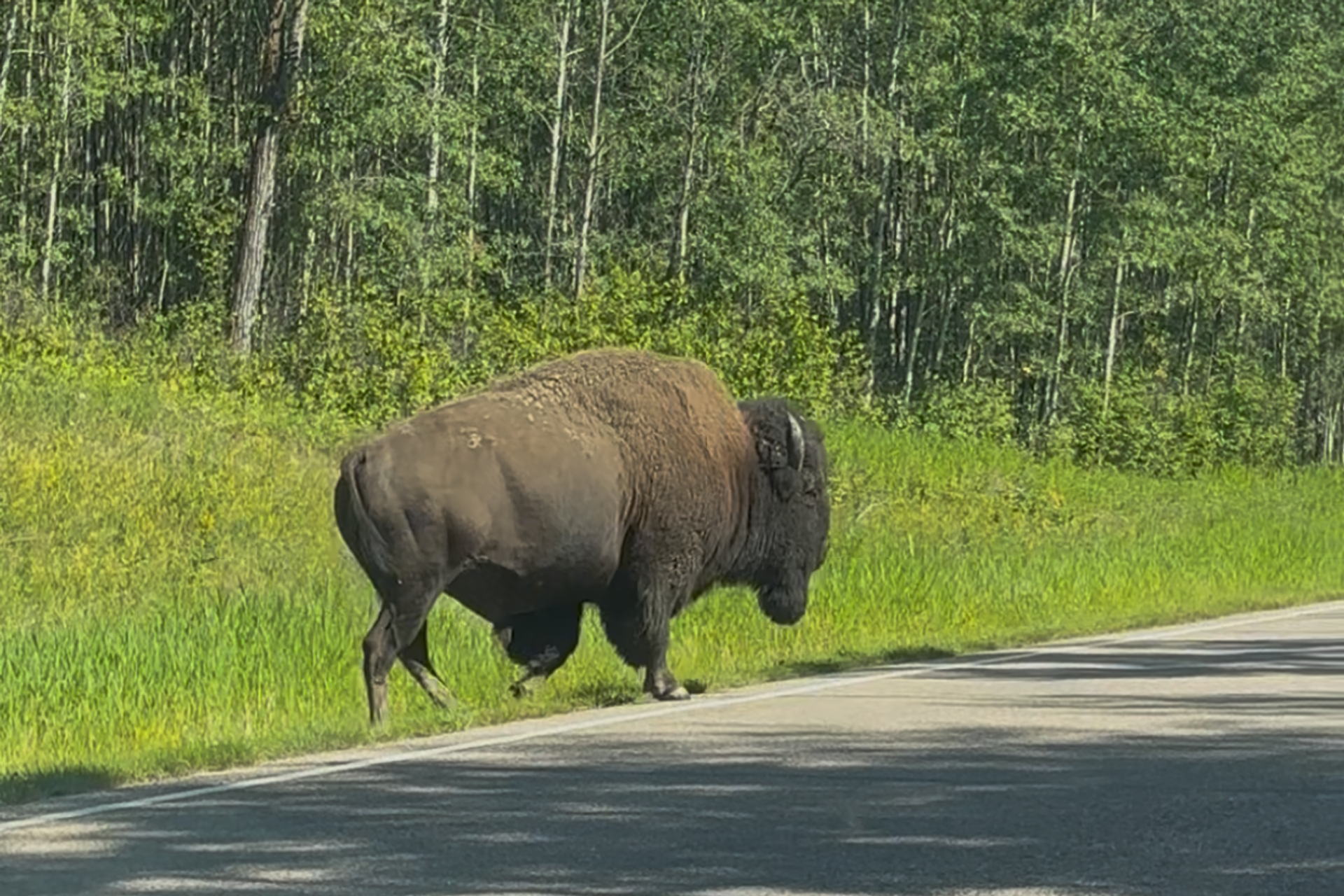 A lone bison walking along a roadside bordered by green forest.