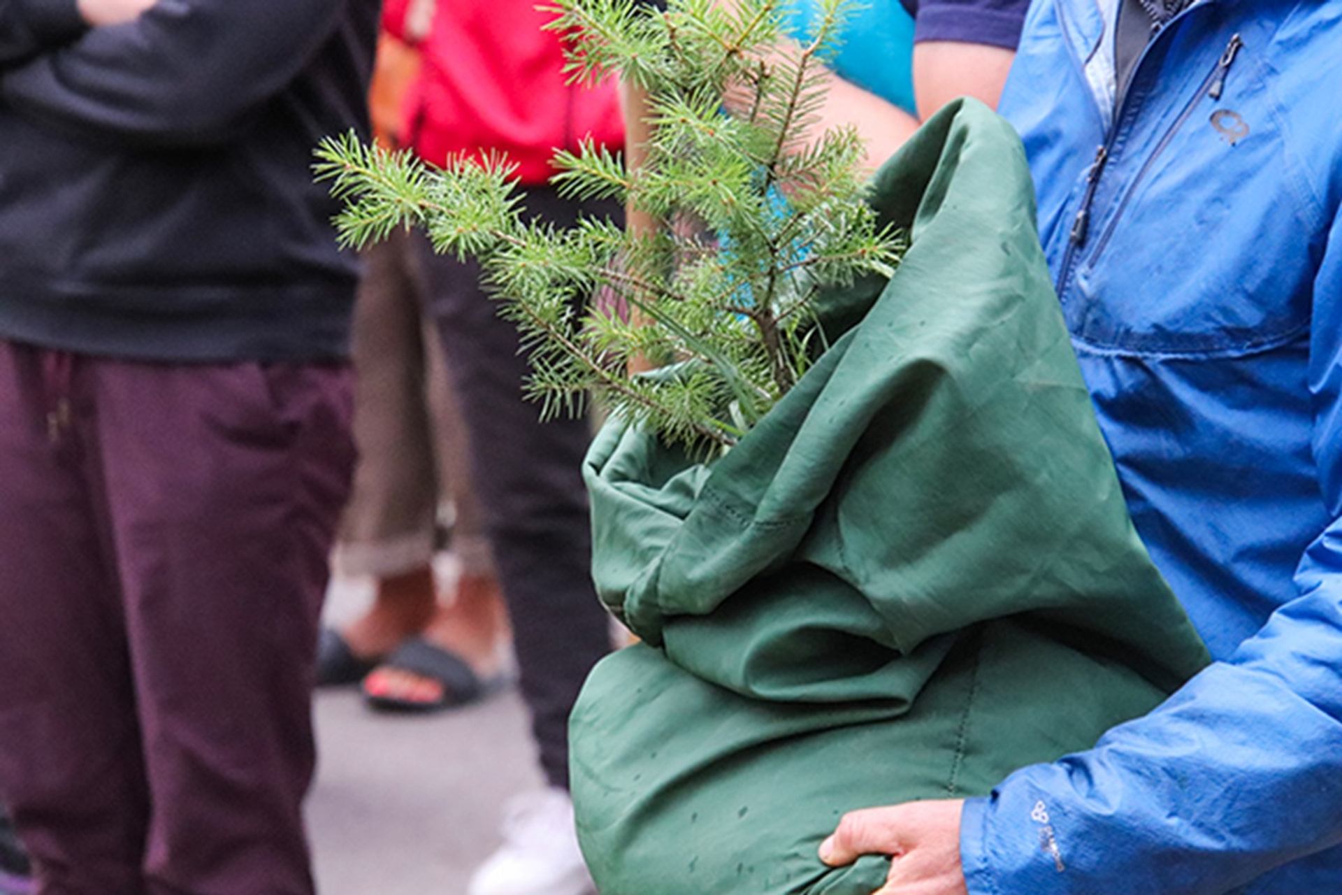 Person in blue jacket holds small evergreen tree wrapped in a green cloth.