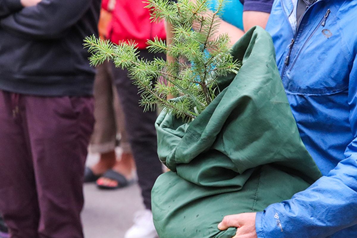 Person in blue jacket holds small evergreen tree wrapped in a green cloth.