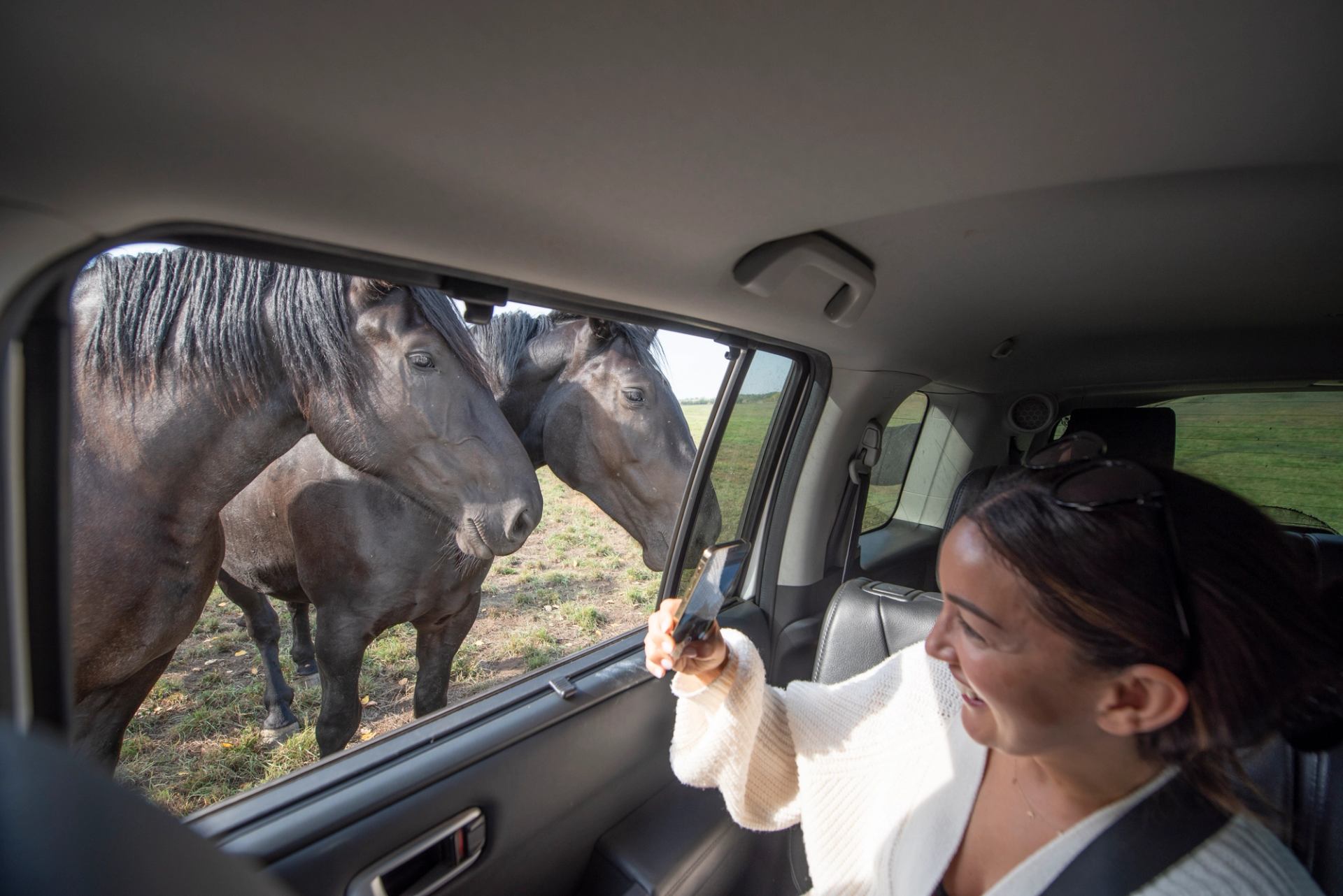 Person in car taking photo of three dark horses through open window.