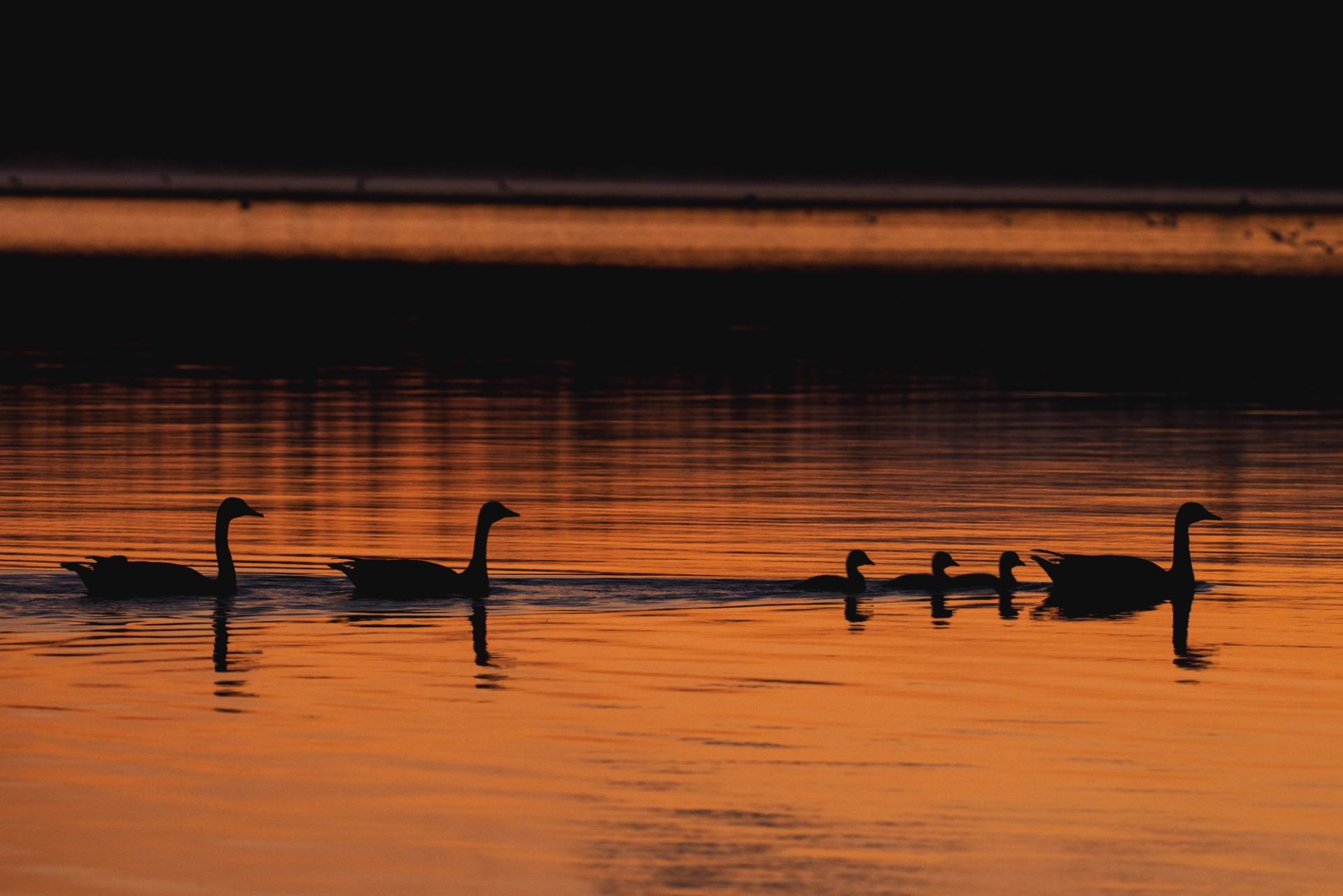 Silhouetted geese glide across calm orange water with dark shoreline in background.