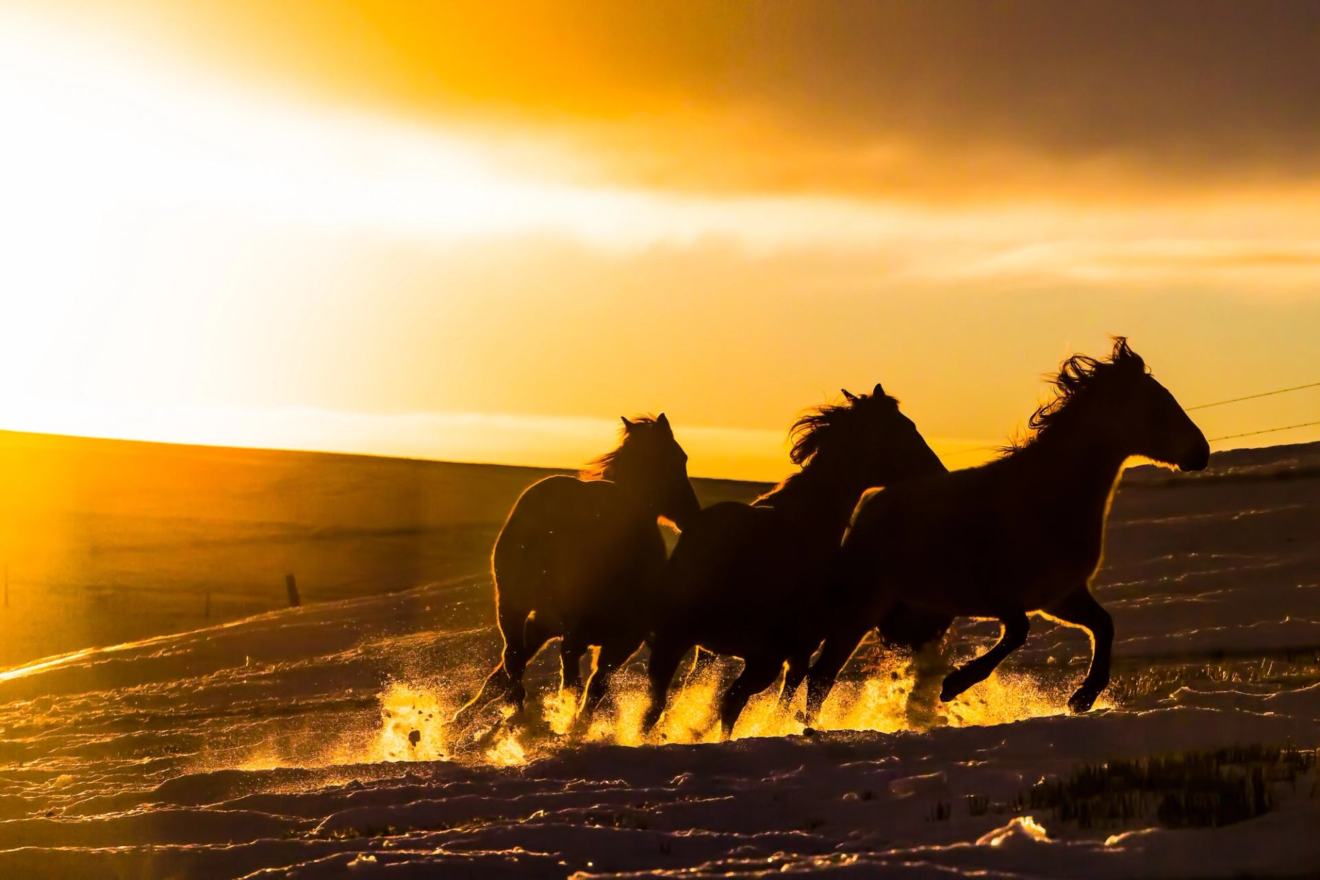 Silhouetted horses run through snow, kicking up powder against bright golden sky.
