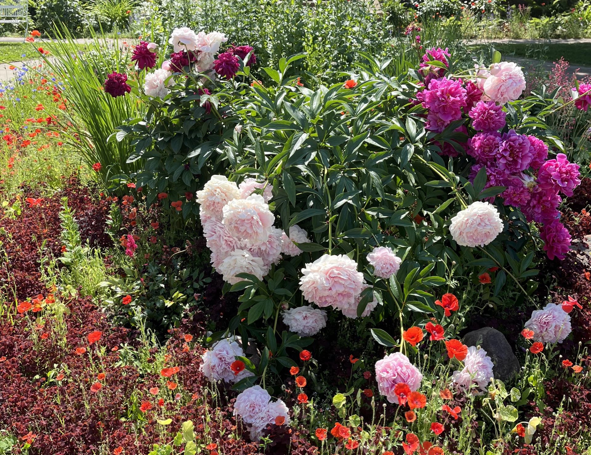 A flower bed with an assortment of flowers at Rutherford House.