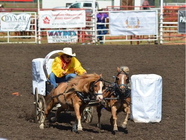 Rodeo rider in yellow shirt guides a team of horses pulling a barrel cart.