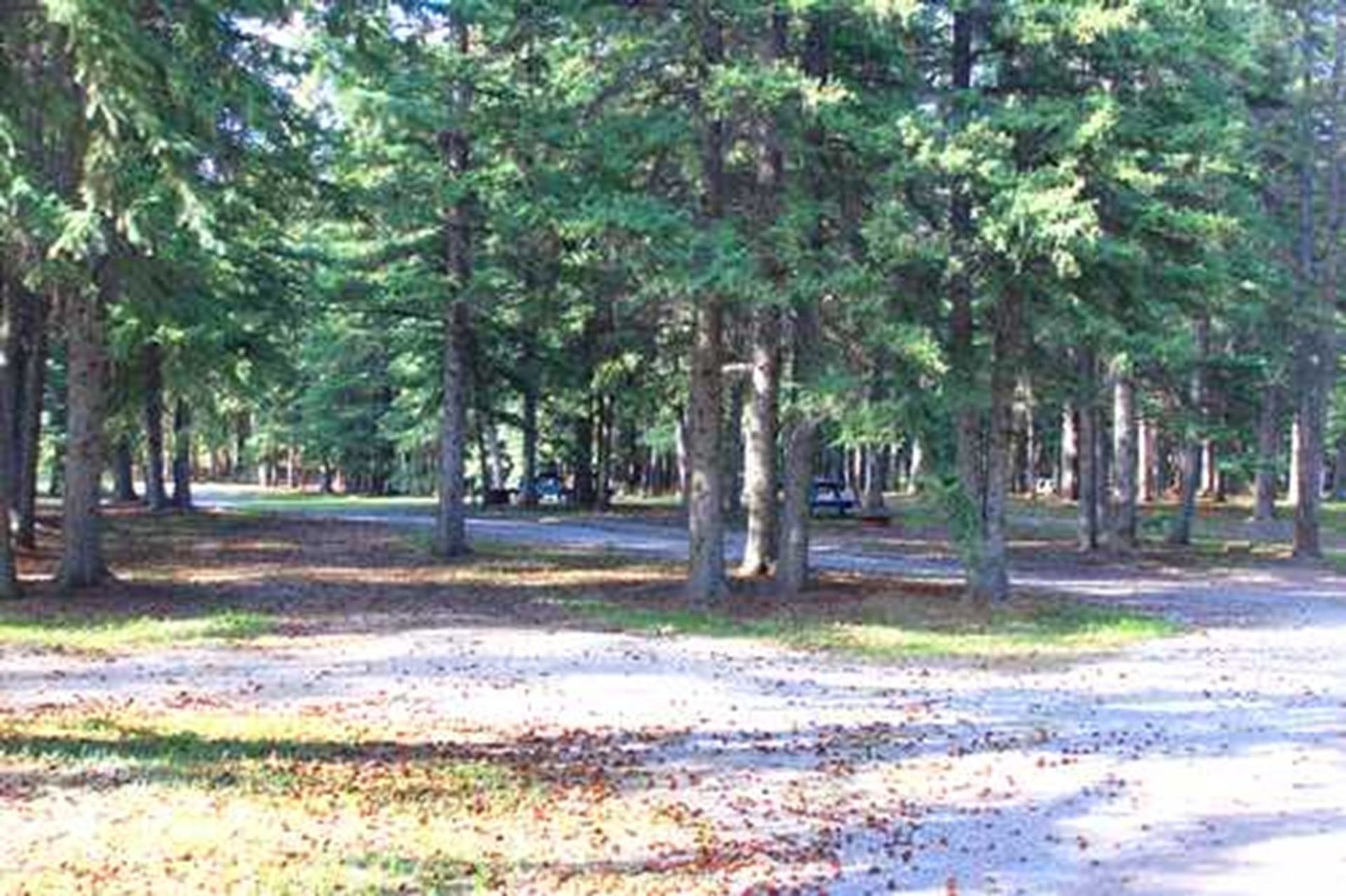 Wooded campground with gravel roads winding among evergreen trees and scattered picnic tables.