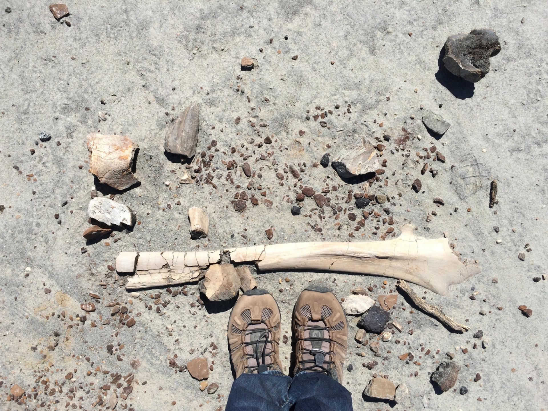 A close-up view of fossil fragments and a long bone embedded in dry, rocky ground, with a pair of hiking boots visible at the bottom edge of the frame.
