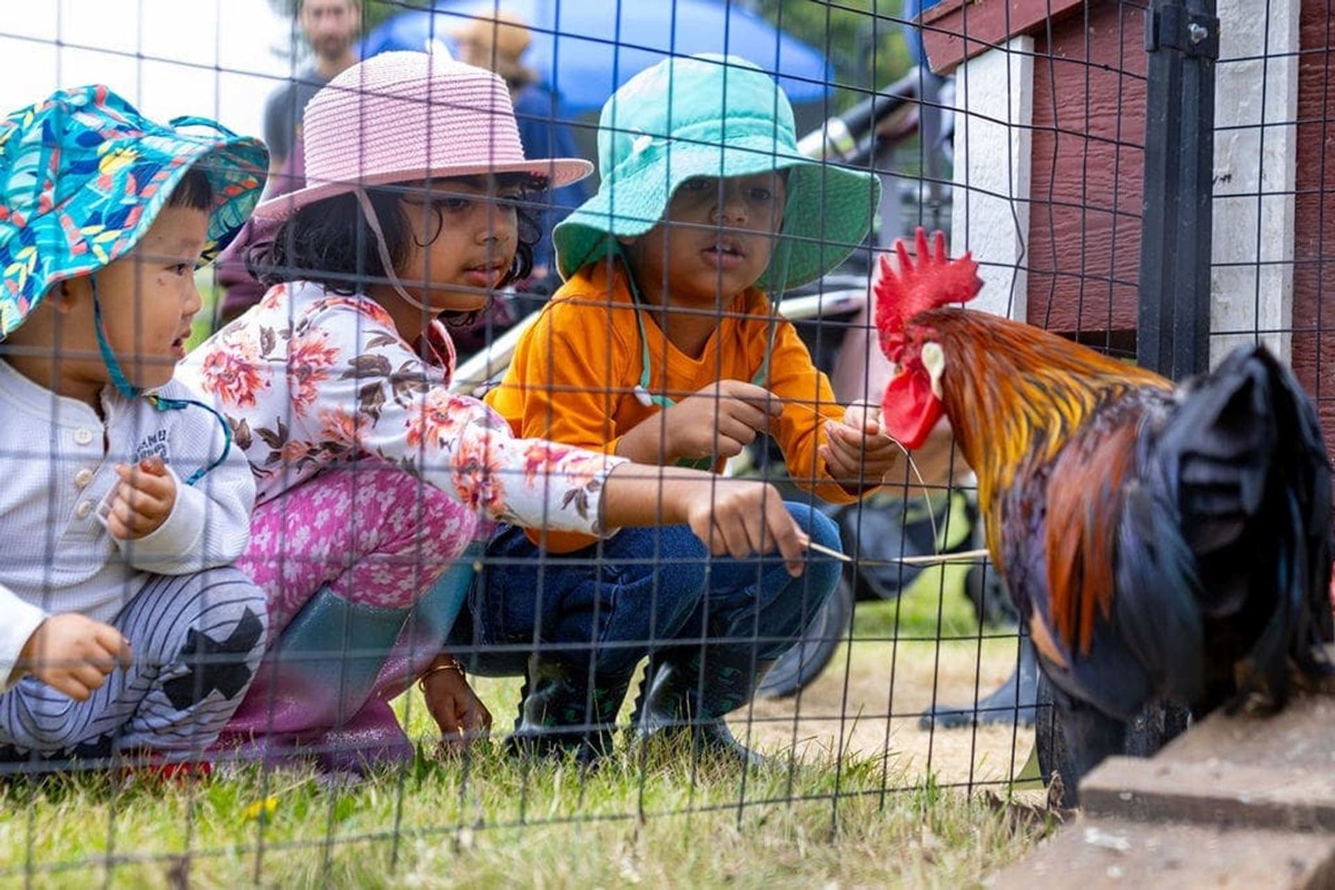 Children in colourful sun hats crouch by a wire fence, watching a rooster.