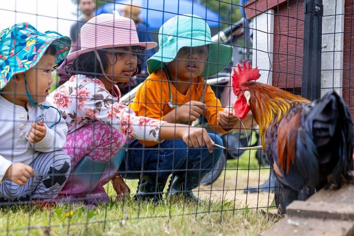 Children in colourful sun hats crouch by a wire fence, watching a rooster.