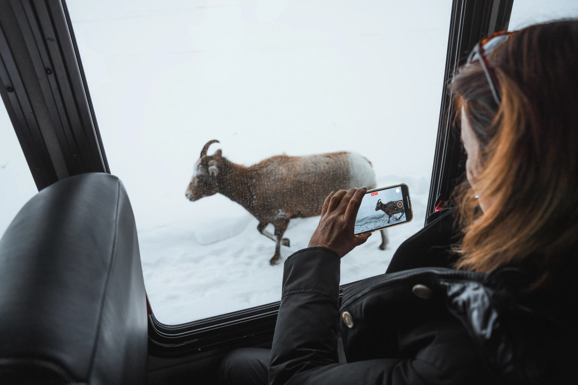 A person films a bighorn sheep in a snowy landscape with a smartphone from a vehicle.