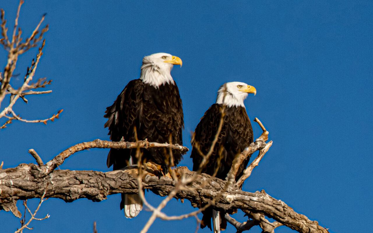 Two eagles perched on a branch